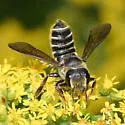 Megachile frugalis - Megachile frugalis