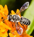 Megachile frugalis - photo 2