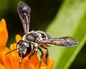 Megachile frugalis - photo 3