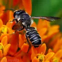 Megachile frugalis - photo 4