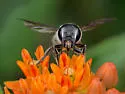 Megachile frugalis - photo 5