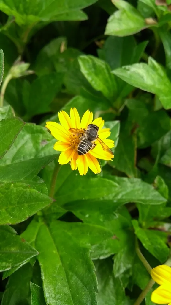 Megachile gentilis - photo 2