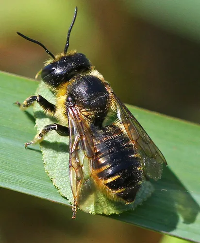 Megachile inermis - Megachile inermis