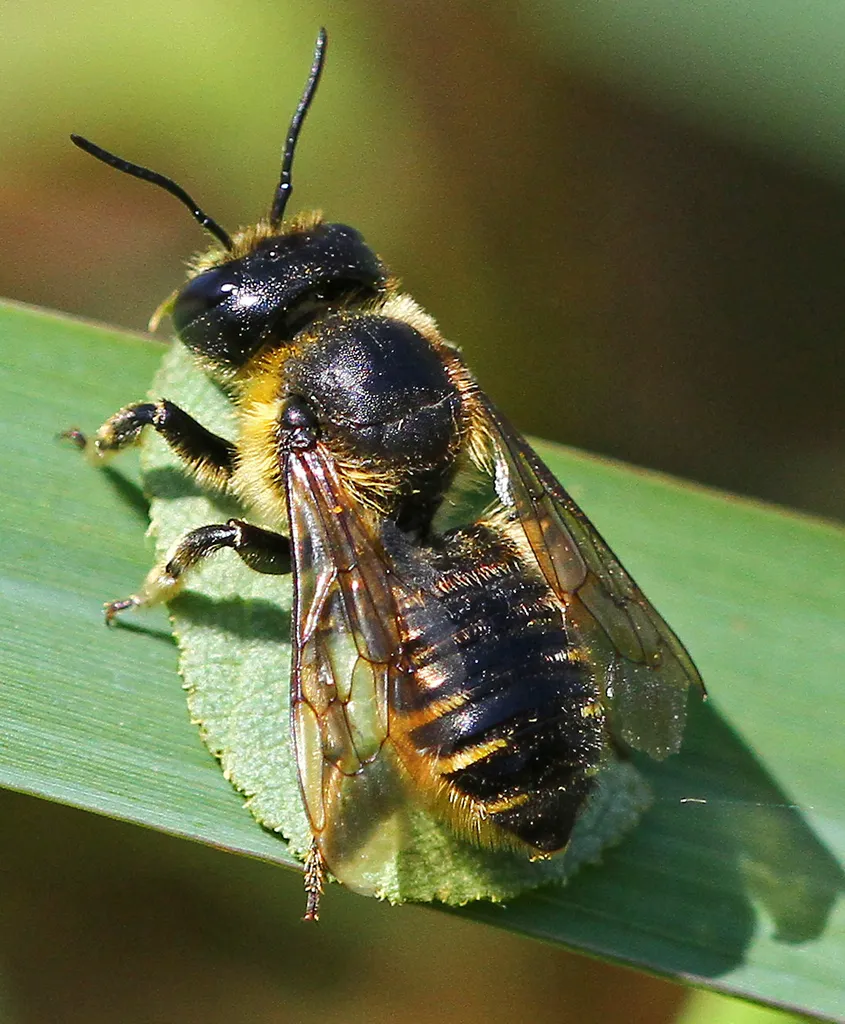 Megachile inermis - photo 2
