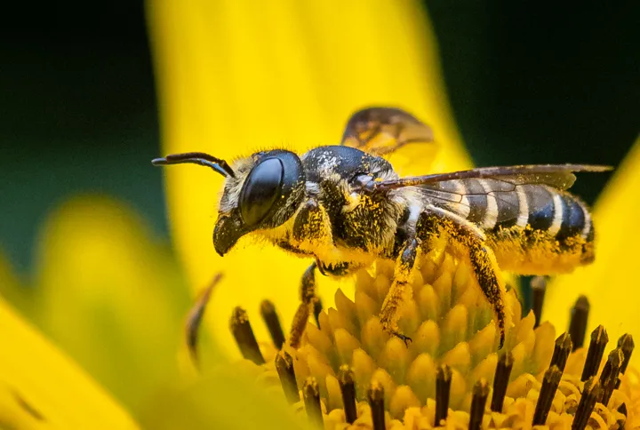 Megachile inimica - photo 2