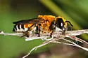 Woolly Wall Bee