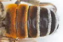 Woolly Wall Bee - photo 2