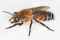Woolly Wall Bee - photo 3
