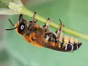 Woolly Wall Bee - photo 4