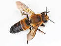 Woolly Wall Bee - photo 5