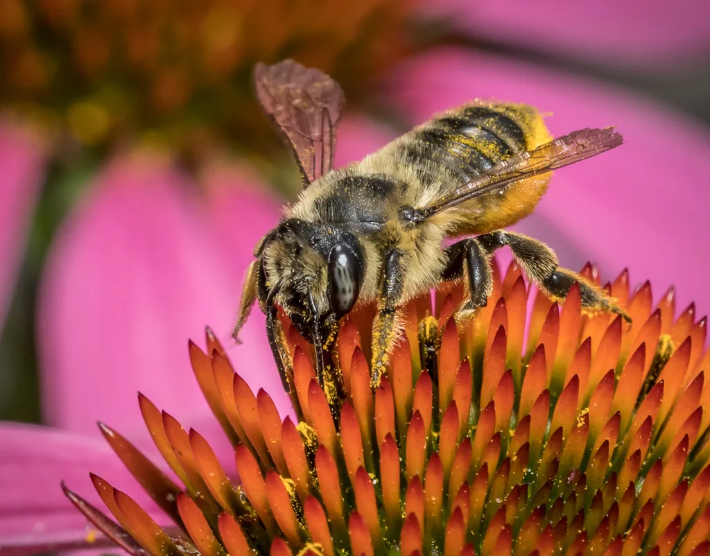 Broad-handed Leafcutter Bee - Megachile latimanus