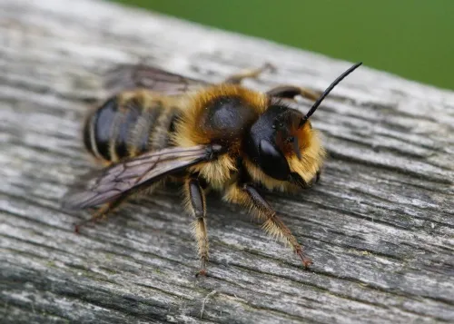 Megachile ligniseca - photo 2