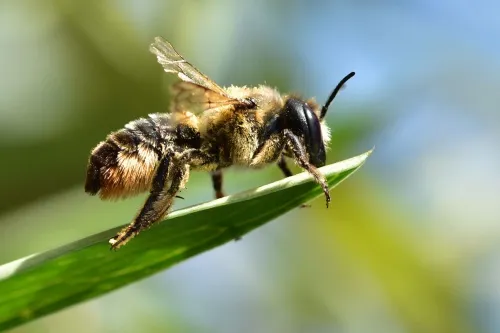 Megachile ligniseca - photo 3