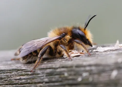 Megachile ligniseca - photo 4