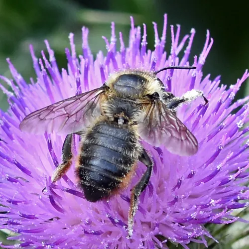 Megachile ligniseca - photo 6