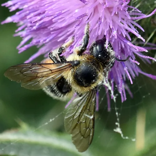Megachile ligniseca - photo 7
