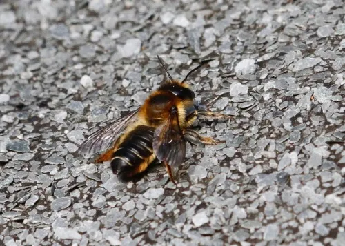 Megachile ligniseca - photo 8