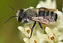 Megachile lippiae