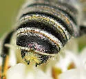 Megachile lippiae - photo 2
