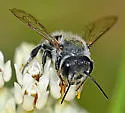 Megachile lippiae - photo 3
