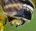 Megachile lippiae - photo 5