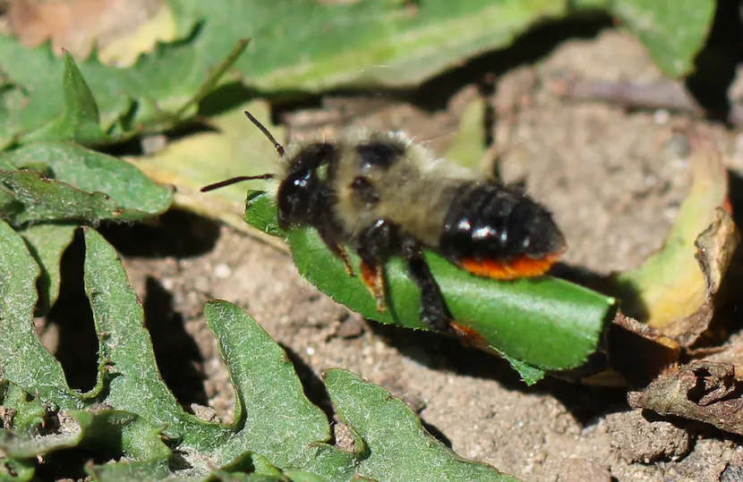 Megachile melanophaea - photo 2