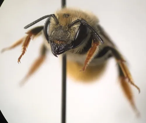 Megachile mellitarsis