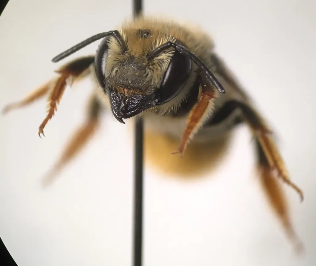 Megachile mellitarsis - photo 2