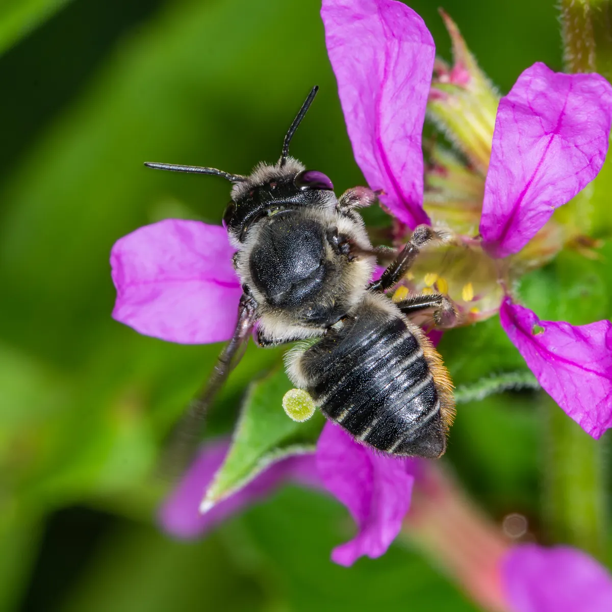 Flat-tailed Leaf-cutter Bee - Megachile mendica