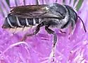 Megachile montivaga