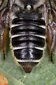Megachile montivaga - photo 2
