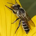 Megachile montivaga - photo 4