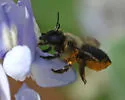 Megachile mucida - photo 2