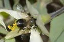 Megachile mucida - photo 3