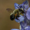 Megachile mucida - photo 4