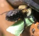 Megachile mucida - photo 5