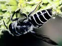 Megachile newberryae - Megachile newberryae