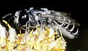 Megachile newberryae - photo 2