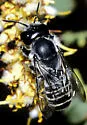 Megachile newberryae - photo 3
