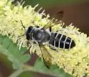 Megachile newberryae - photo 4