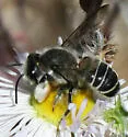 Megachile newberryae - photo 5