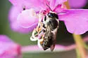 Megachile nivalis
