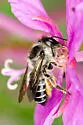 Megachile nivalis - photo 2