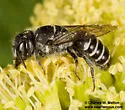 Megachile odontostoma