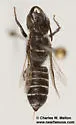 Megachile odontostoma - photo 2