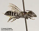 Megachile odontostoma - photo 3