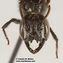 Megachile odontostoma - photo 4
