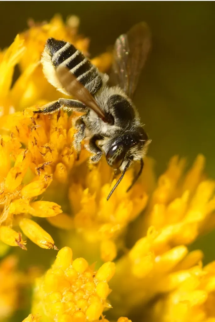 Megachile onobrychidis - photo 2