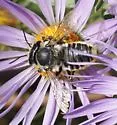 Megachile parallela