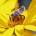Megachile parallela - photo 2